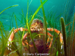 Mating pair of Common spider crab (Maja brachydactyla) by Gary Carpenter 
